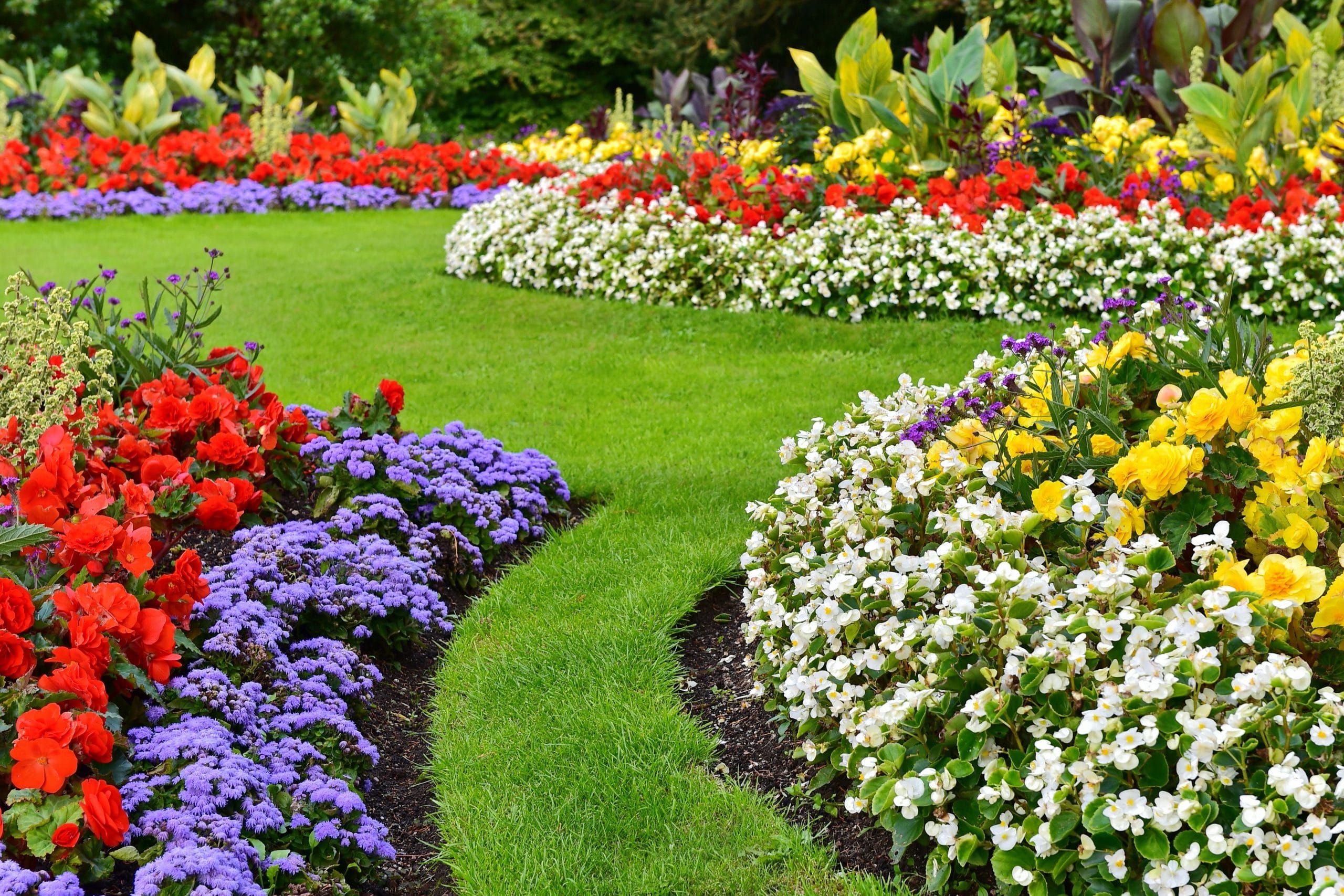 Scenic,View,Of,Colourful,Flowers,In,Bloom,And,A,Winding